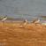 Lesser Sandplover